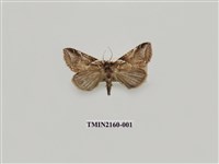 藏品(寬帶波紋蛾)的圖片